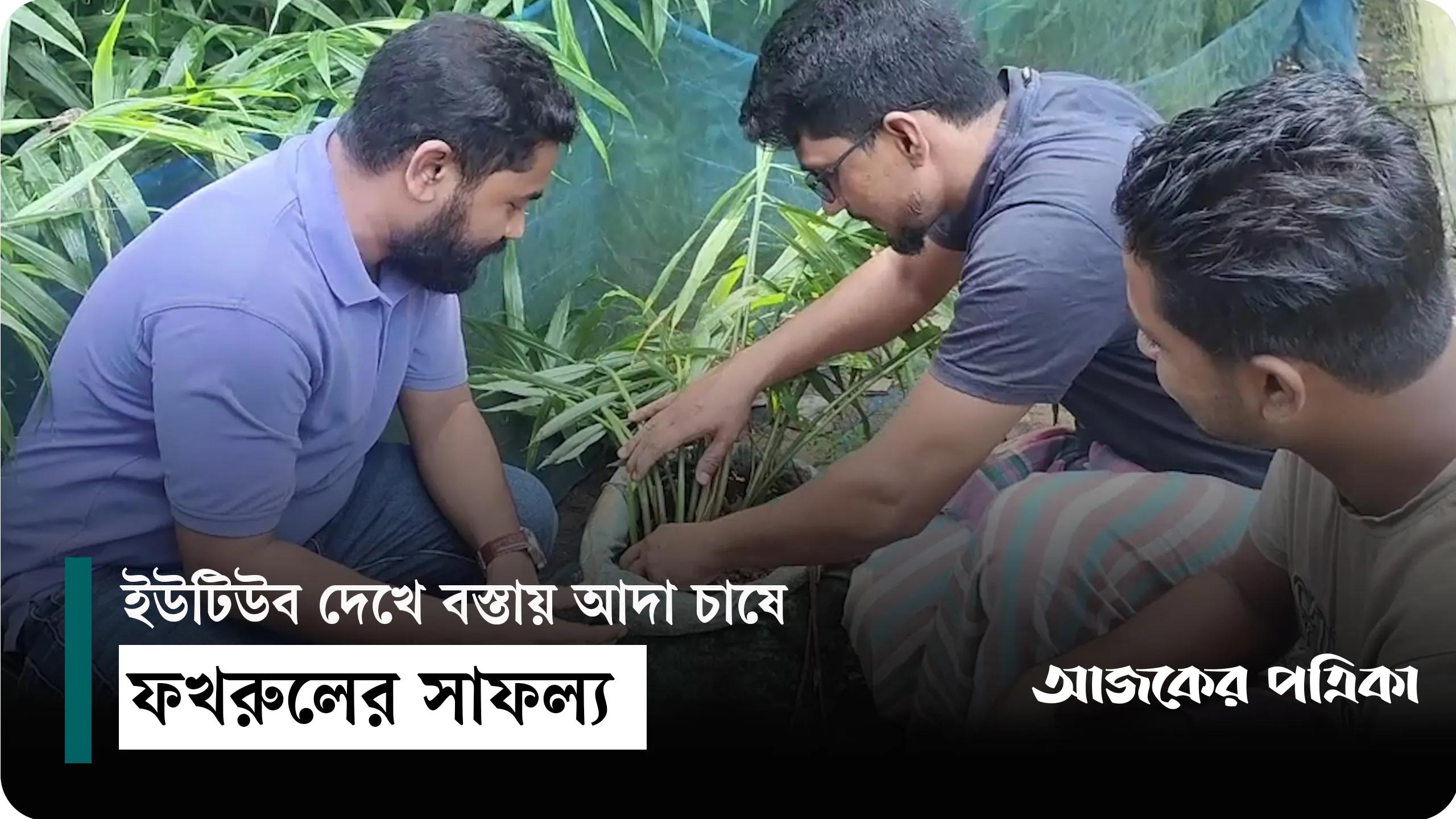 বস্তায় আদা চাষ করে লাখ টাকার সাফল্য দেখছেন সুনামগঞ্জের ফখরুল