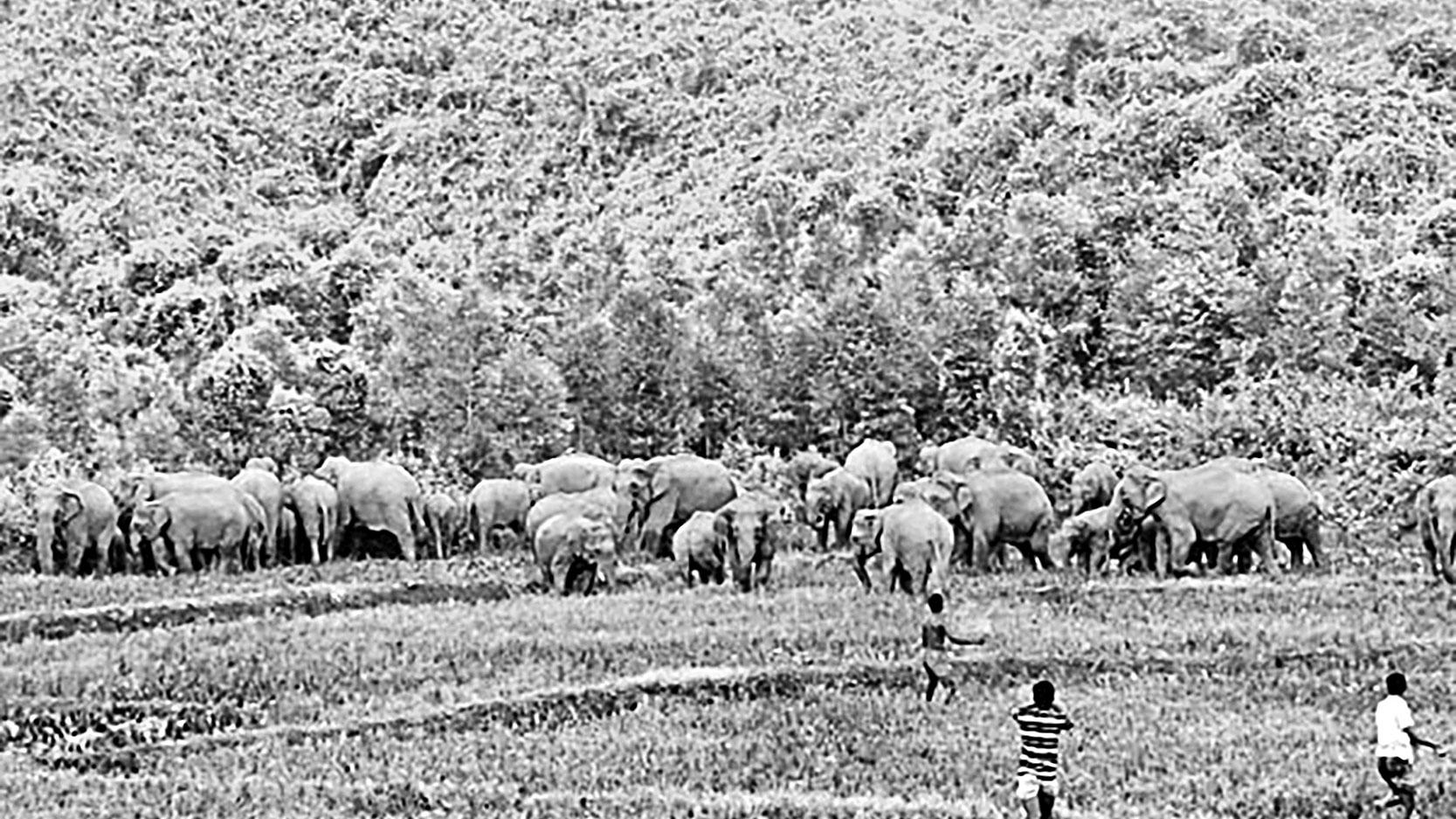 গারো পাহাড়ে হাতির অভয়ারণ্য