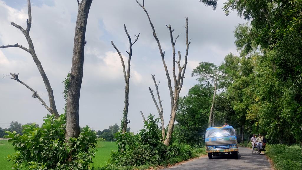 কামারখন্দে রাস্তার পাশে মরা গাছ, ঝুঁকি নিয়ে চলছে যানবাহন