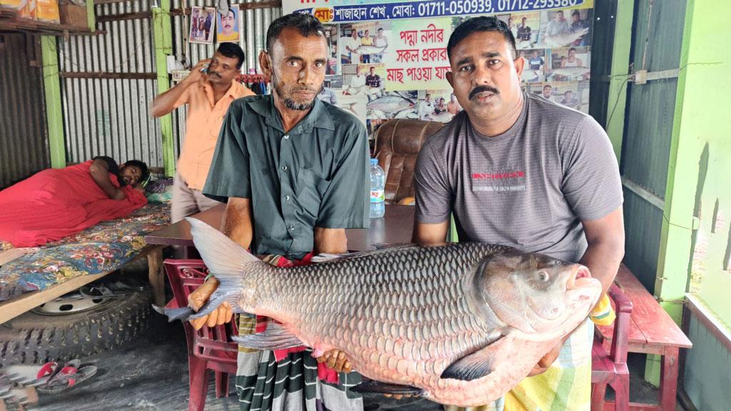 পদ্মার ১ কাতলের দাম ৪৯ হাজার টাকা