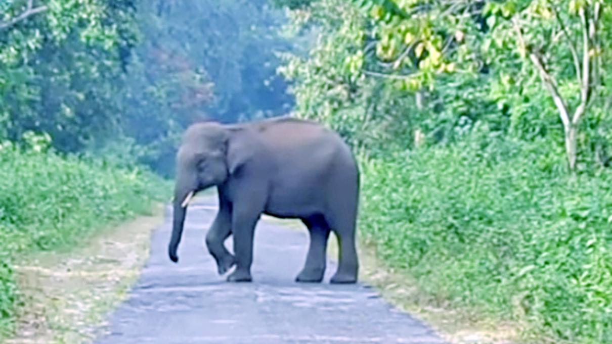 চকরিয়ায় বন্য হাতির আক্রমণে বৃদ্ধের মৃত্যু