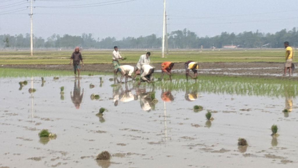 ডিজেলের দাম বাড়ায় কমেছে বোরো চাষ