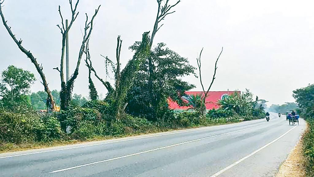 মহাসড়কে মরা গাছ ভেঙে পড়ার শঙ্কা