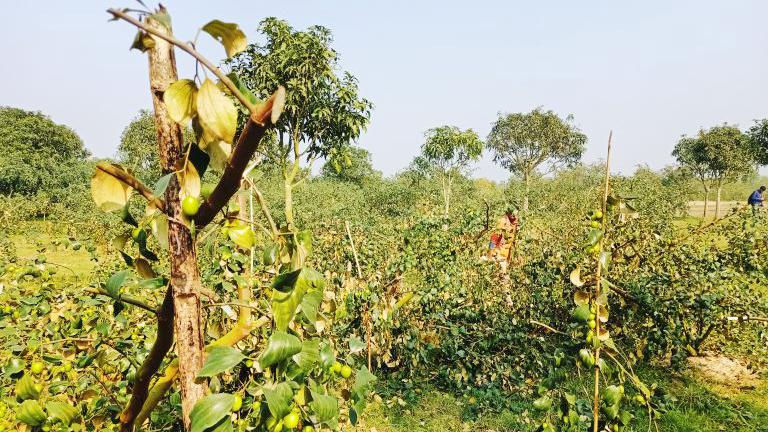 শিবগঞ্জে কৃষকের ২০০ বরই গাছ কাটার অভিযোগ