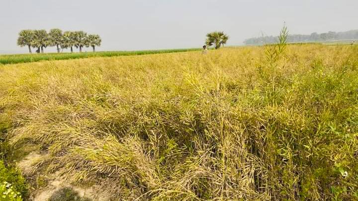 মহম্মদপুরে সরিষায় দ্বিগুণ ফলন