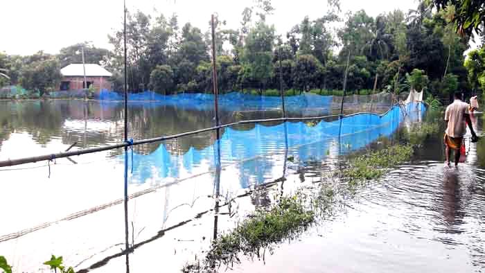 বাগেরহাটে ৩৫ হাজার মাছের ঘের ভেসে ক্ষতি ৭০ কোটি টাকা 