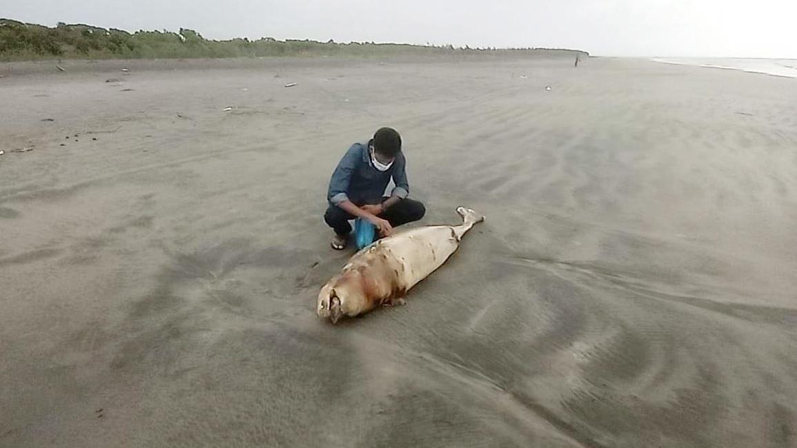 ১১ দিনের ব্যবধানে ফের কুয়াকাটার সৈকতে ভেসে এল দুটি মৃত ডলফিন