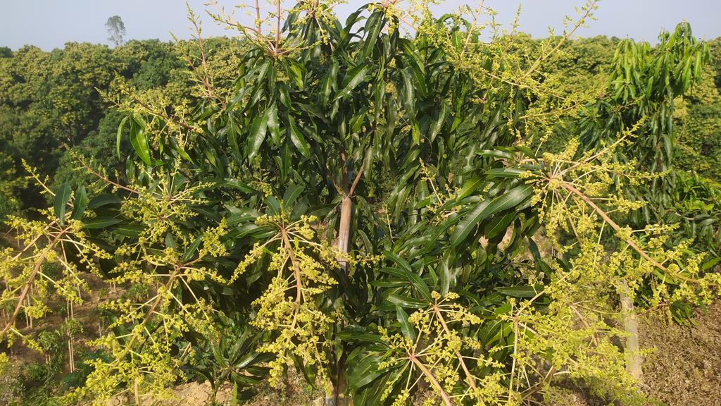 আগাম আমের মুকুলে ছেয়ে গেছে পাহাড়ের গা