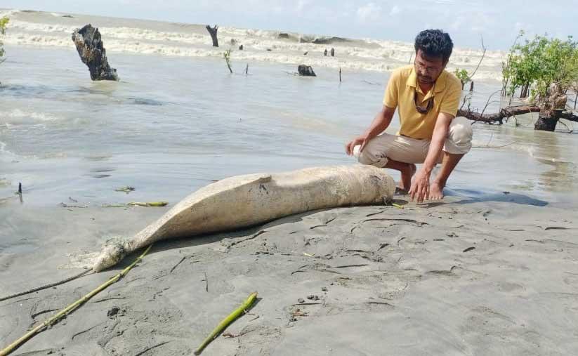 কুয়াকাটা সৈকতে শুশুক প্রজাতির মৃত ডলফিন