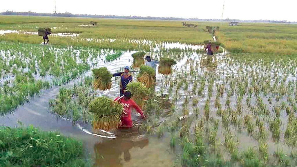 শ্রমিক-সংকটে দিশেহারা কৃষক