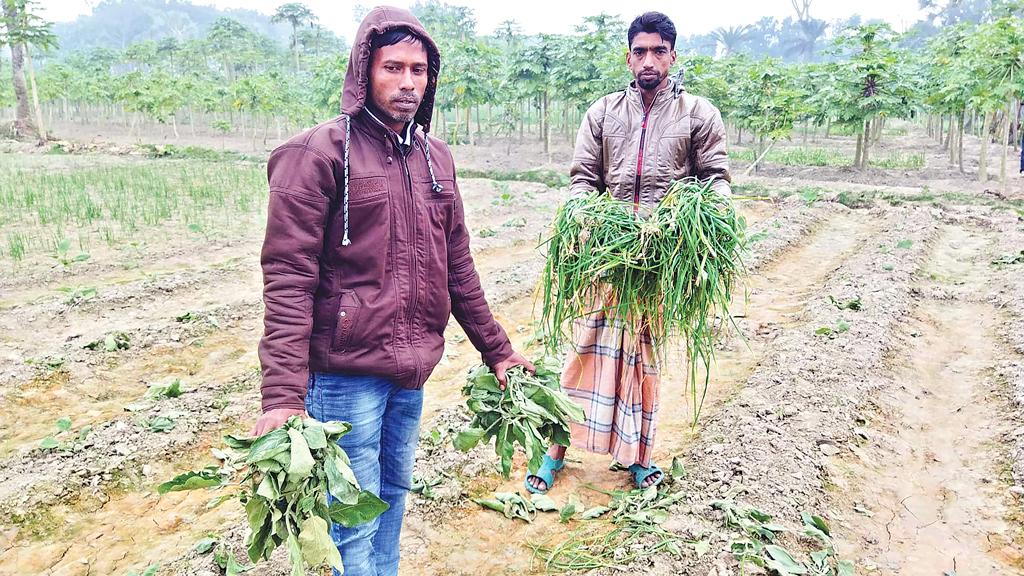 দুই কৃষকের বেগুন ও রসুনের ক্ষেত ধ্বংস