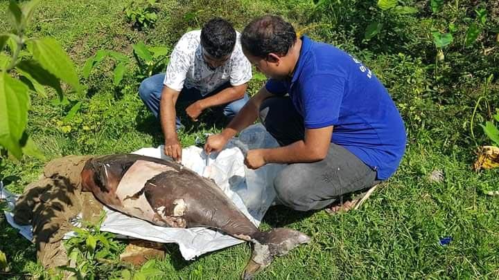 হালদা নদী থেকে ভাসতে থাকা মৃত ডলফিন উদ্ধার, ৩০ তম মৃত ডলফিন এটি