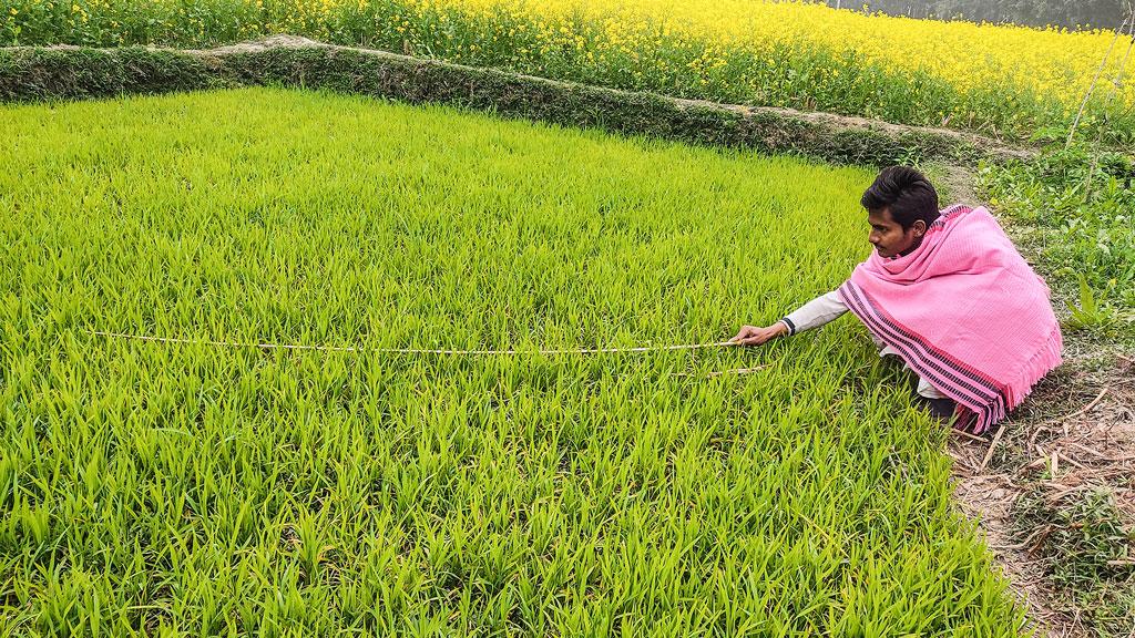 শীত-কুয়াশায় ধুঁকছে ফসল