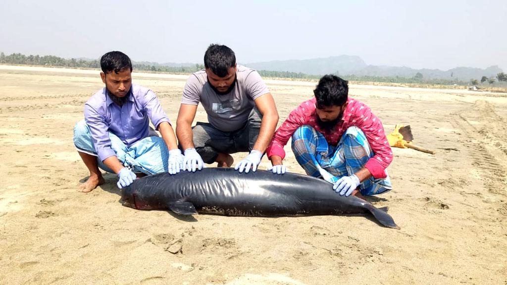 এবার টেকনাফ সমুদ্রসৈকতে ভেসে এল মৃত পরপইস