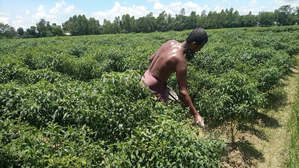 ক্রেতা দিশেহারা, খুশি চাষি