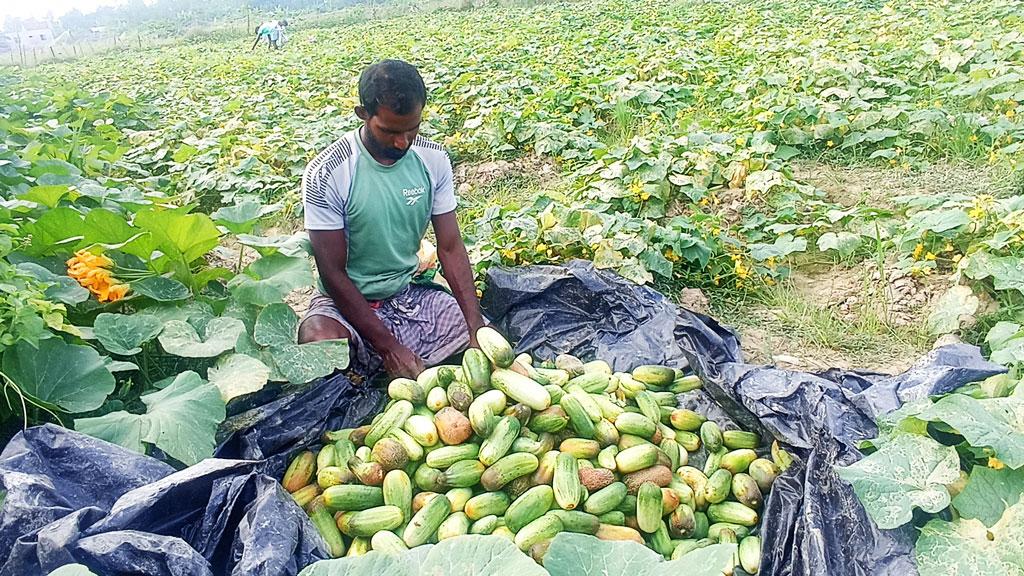 খিরা চাষে ভাগ্যবদল