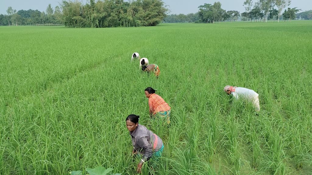 চতুর্মুখী সমস্যা কাটিয়ে শতভাগ আমন আবাদ