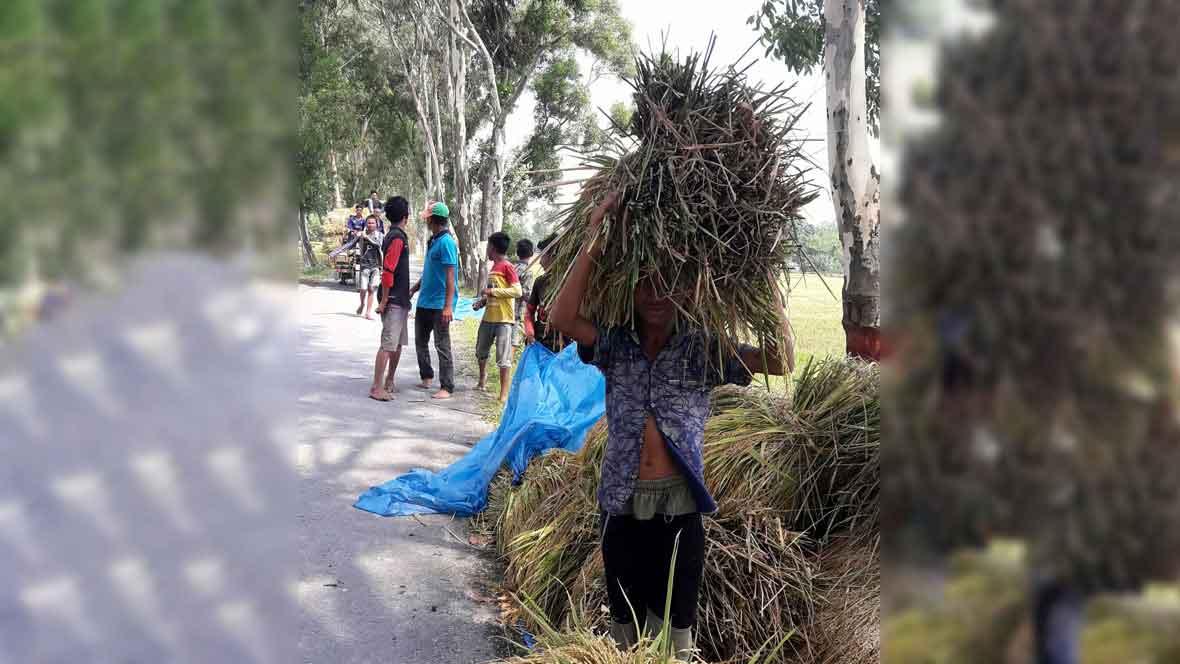 স্কুল–কলেজ বন্ধ, খেতে মজুর খাটছে শিক্ষার্থীরা