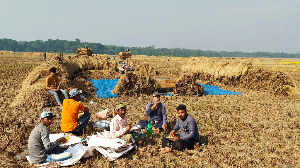 মুজিবনগরে আমন তুলতে ব্যস্ত কৃষক