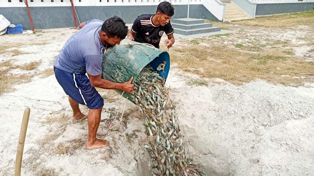 চাঁদপুরে ৯ মণ বিষাক্ত জেলিযুক্ত চিংড়ি মাটিচাপা