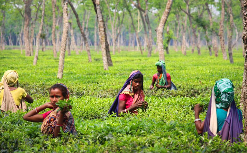 রাগীব আলীর সর্বনাশ কাদিরের পৌষ মাস