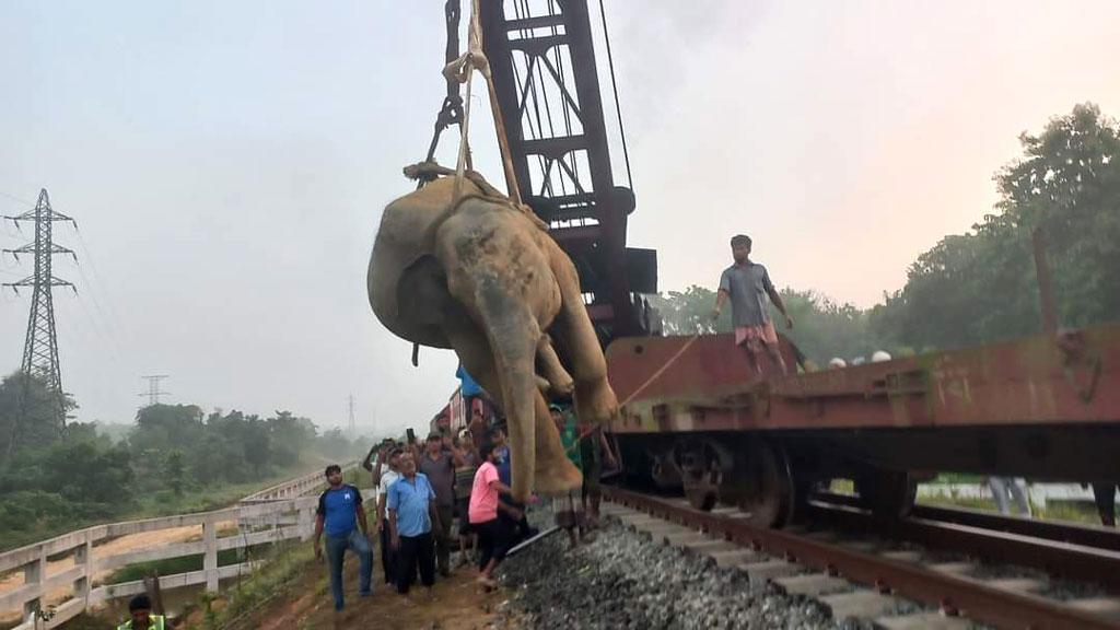 সাফারি পার্কে চিকিৎসাধীন ট্রেনের ধাক্কায় আহত হাতিটি ‘সংকটাপন্ন’