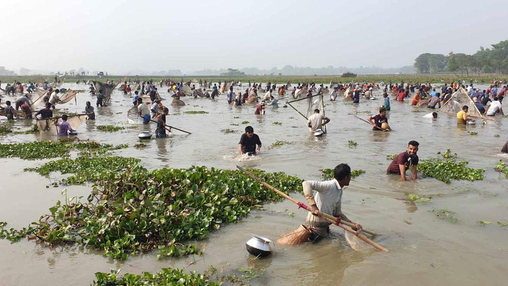 গোয়াহারি বিলে মাছ শিকারের উৎসব ‘পলো বাওয়া’