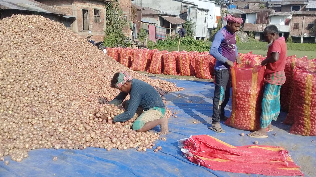 পেঁয়াজের দাম কমেছে, উৎপাদন খরচ নিয়ে দুশ্চিন্তায় কৃষক