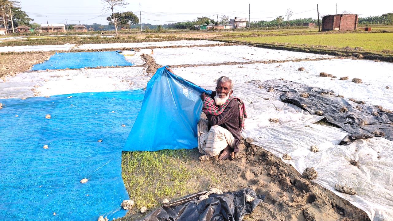 তীব্র শীতে বীজতলার ক্ষতি