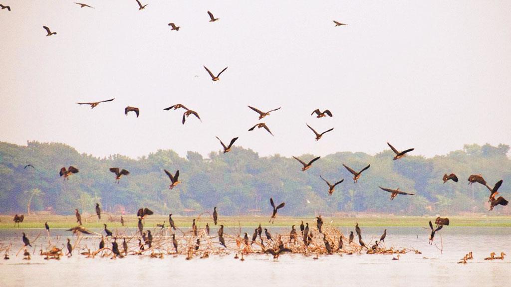 পরিযায়ী পাখির কলতানে মুখর ঘোপ বাঁওড়