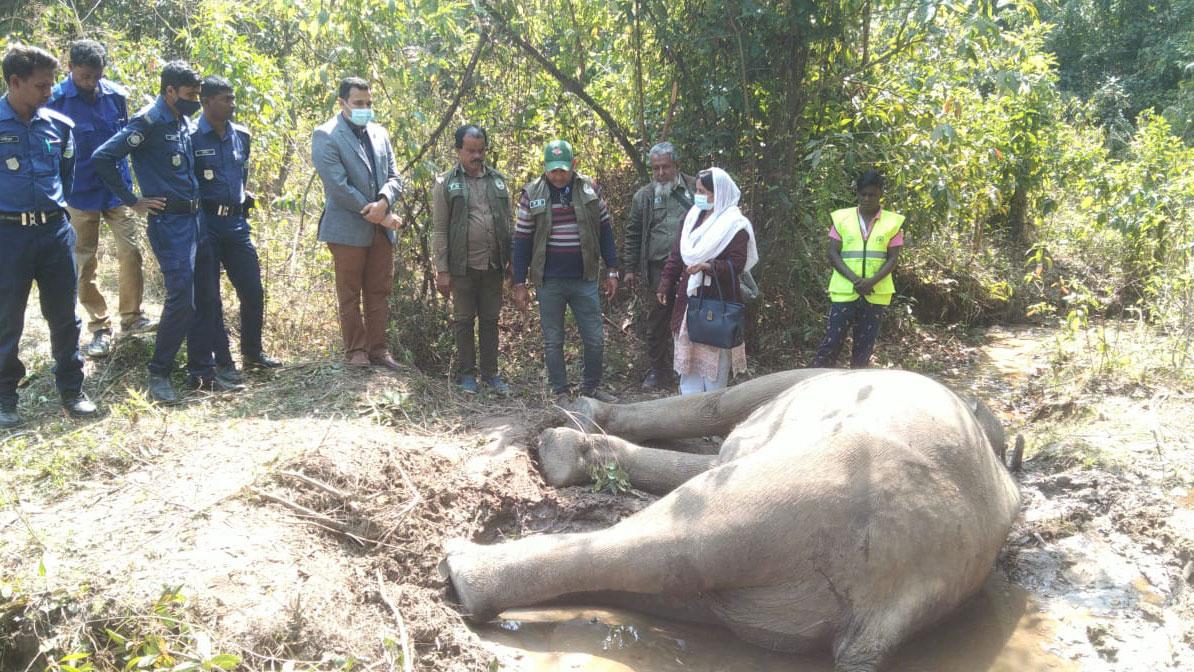 ঝিনাইগাতীর গজনী সীমান্তে বন্য হাতির মৃতদেহ উদ্ধার