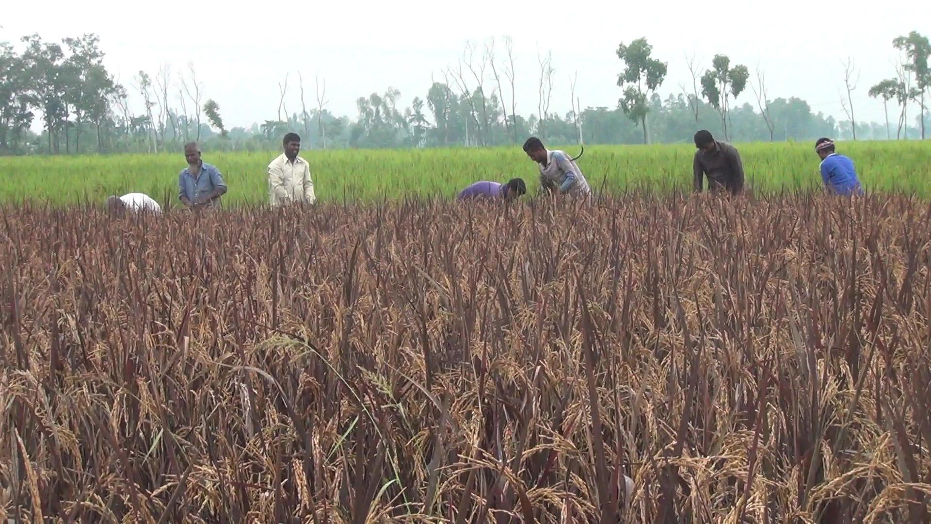 হিলিতে শামীমের কালো ধান জোগাবে অ্যান্টিঅক্সিডেন্ট