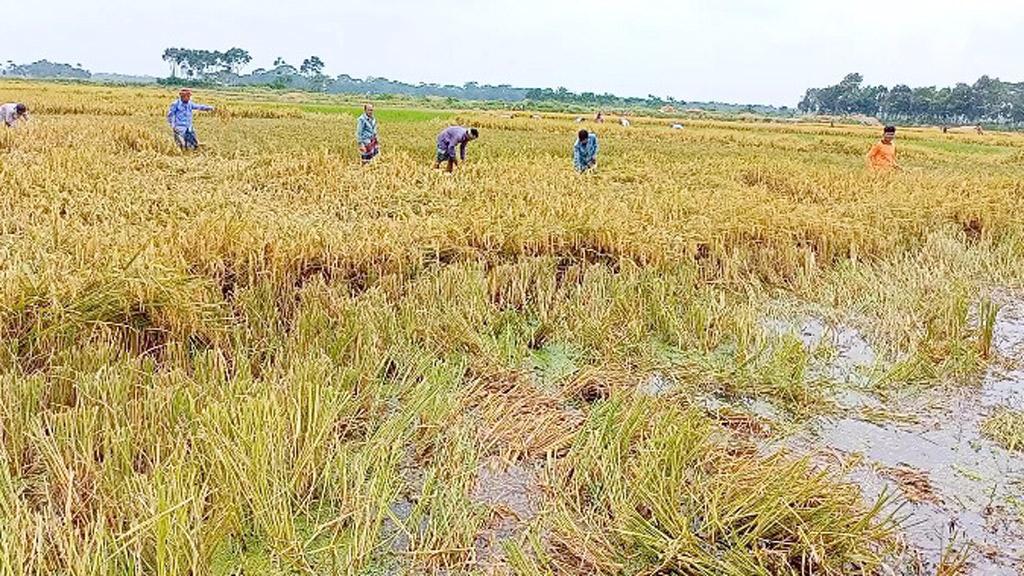 ৩০০ একর ধানখেত জলাবদ্ধ