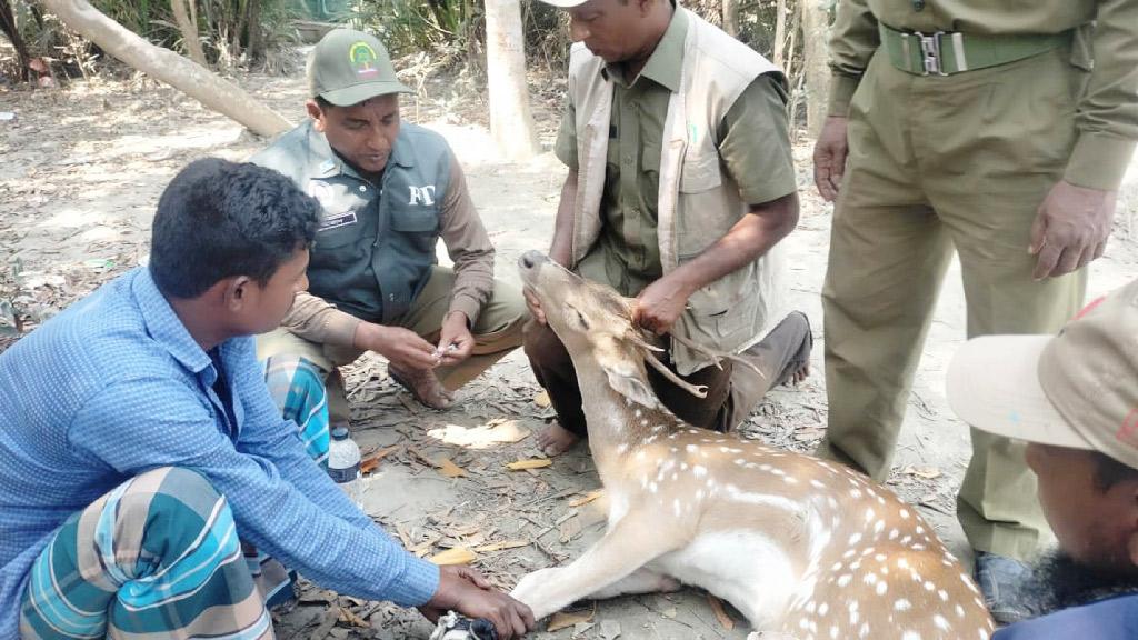 মোংলার শিল্পাঞ্চল থেকে চিত্রা হরিণ উদ্ধার, সুন্দরবনে অবমুক্ত