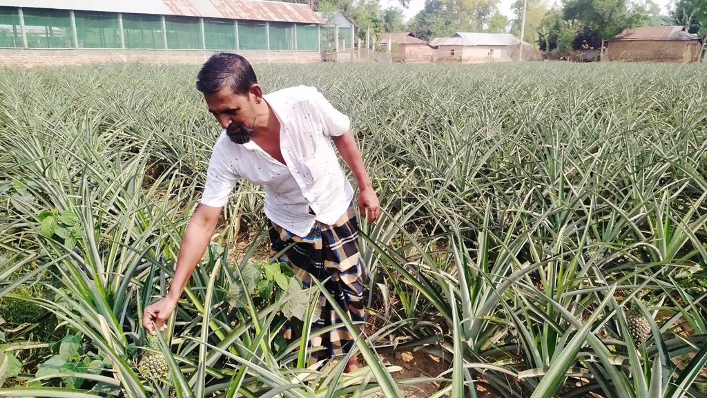 বিদেশি আনারসে স্বপ্নভঙ্গ চাষির