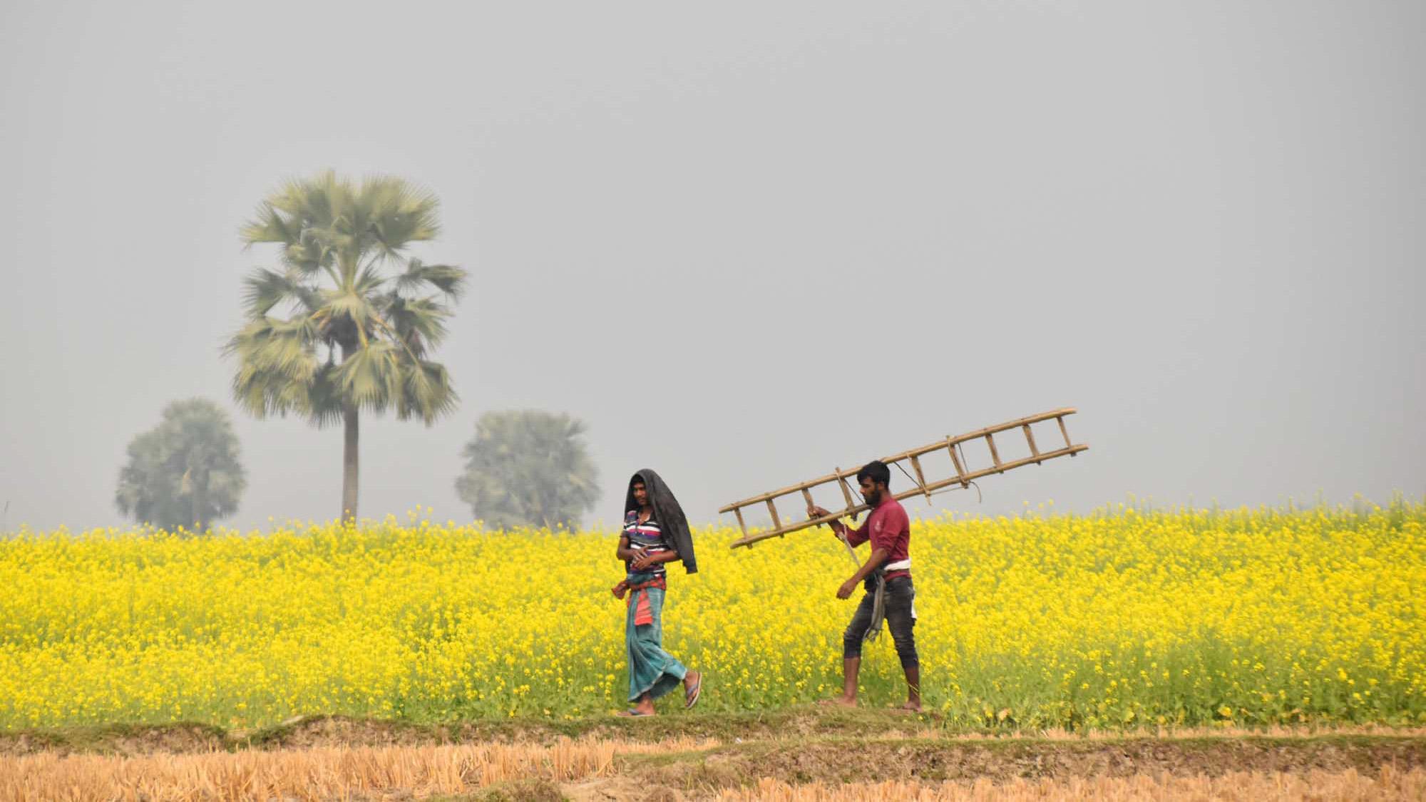 সরিষার আবাদে রেকর্ড