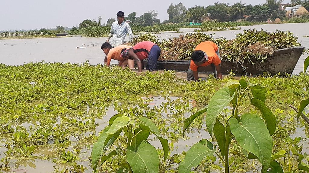 পানিতে তলিয়ে গেছে খেত  বিপাকে  বাদামচাষিরা