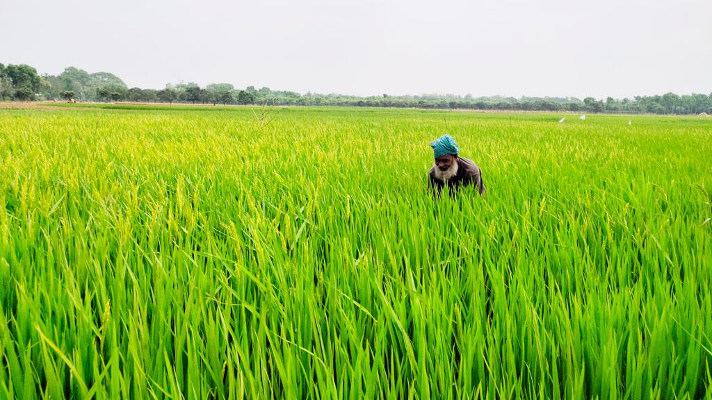 কৃষকের স্বপ্ন খাচ্ছে ইঁদুর