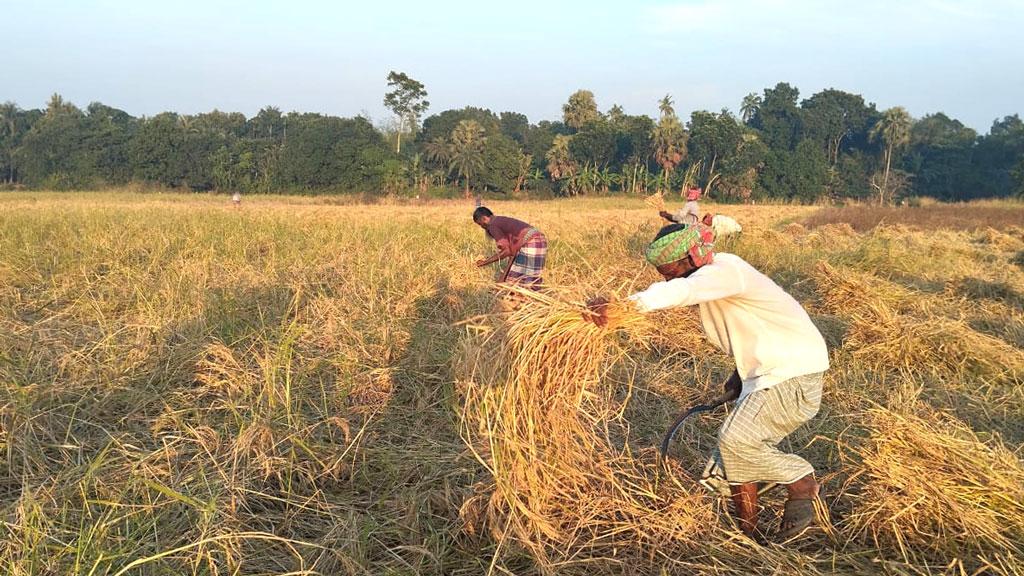 নবান্নে হাসি নেই হরিরামপুরের আমনচাষিদের