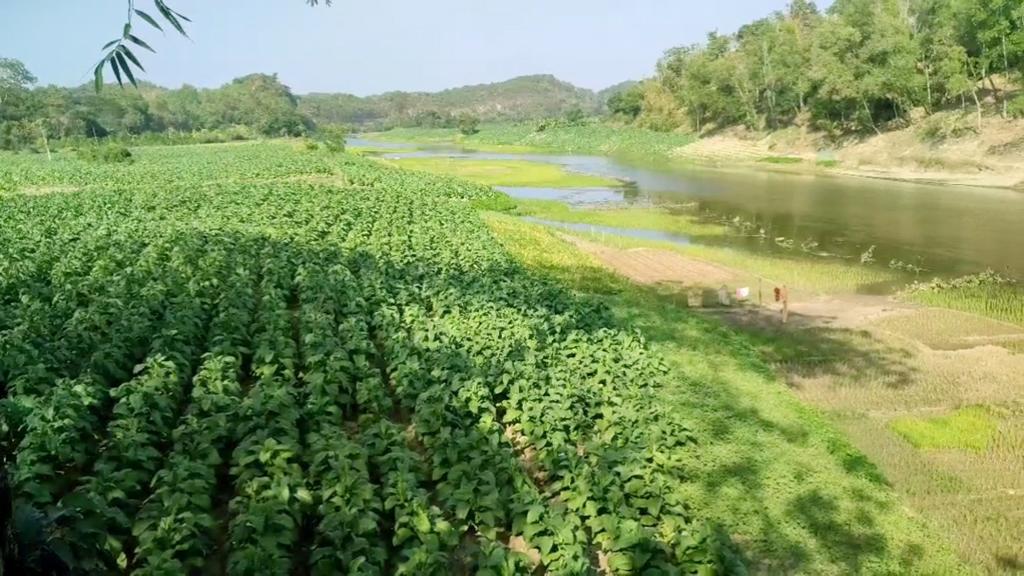 নদী ও বনাঞ্চল হুমকির মুখে