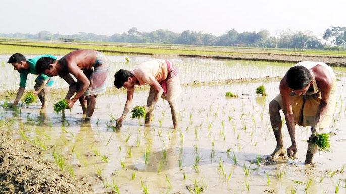 বোরোর চারা রোপণে ব্যস্ত সময় পার করছেন কৃষকেরা