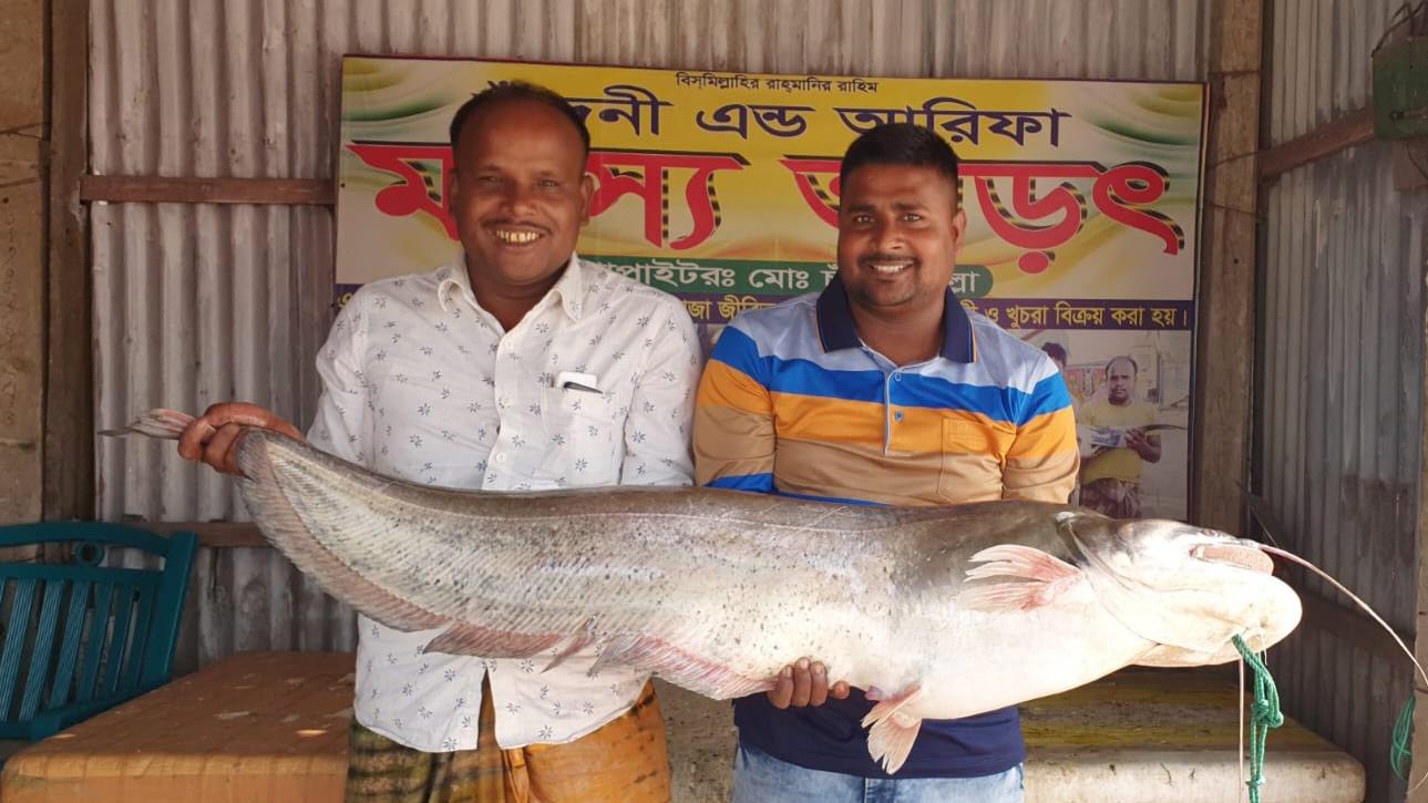 পদ্মায় ধরা পড়ল ১৫ কেজির বোয়াল, বিক্রি ৩৬ হাজার টাকা