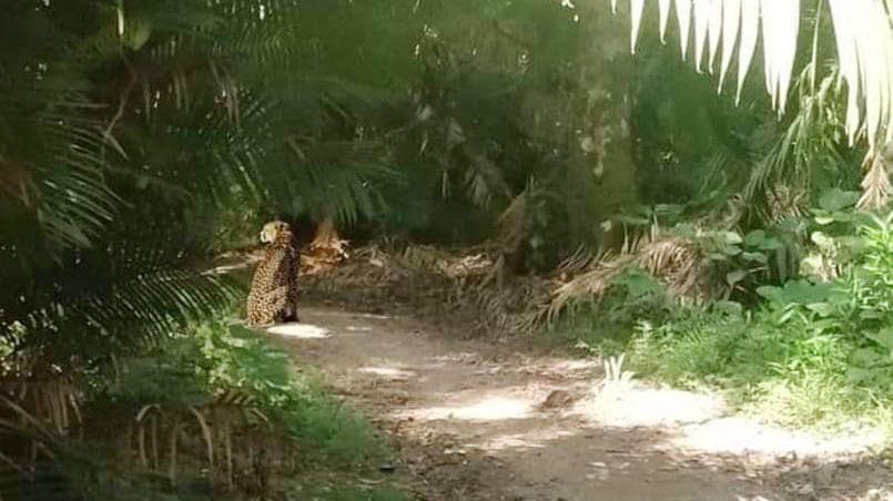 সখীপুরে বেতবনে চিতাবাঘের বিচরণ, গ্রামজুড়ে আতঙ্ক