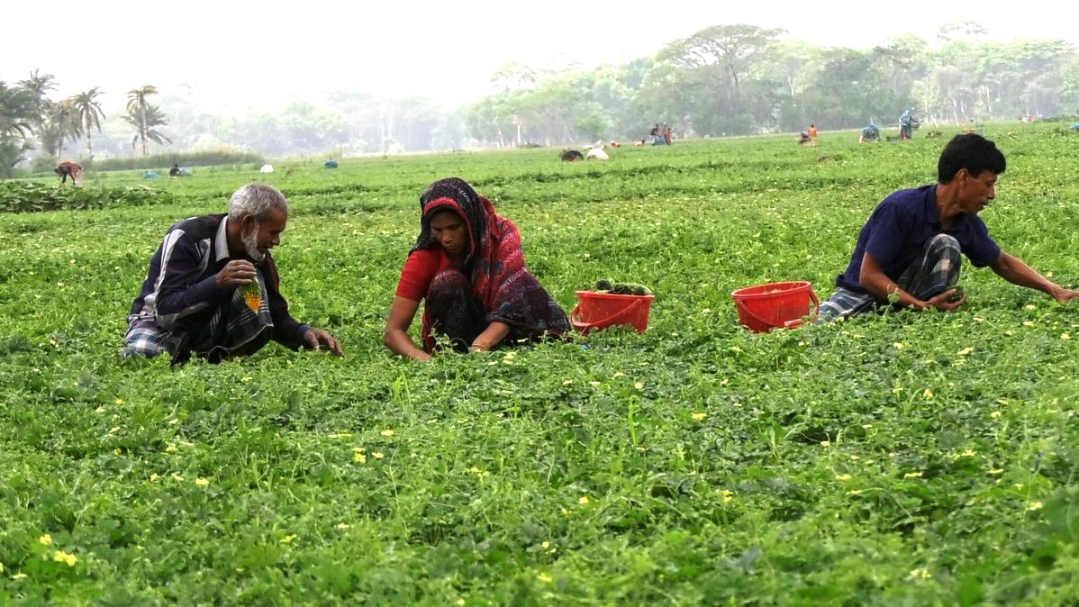 ‘উচ্ছেগ্রামে’ এক মৌসুমে ২০ কোটি টাকা বিক্রি