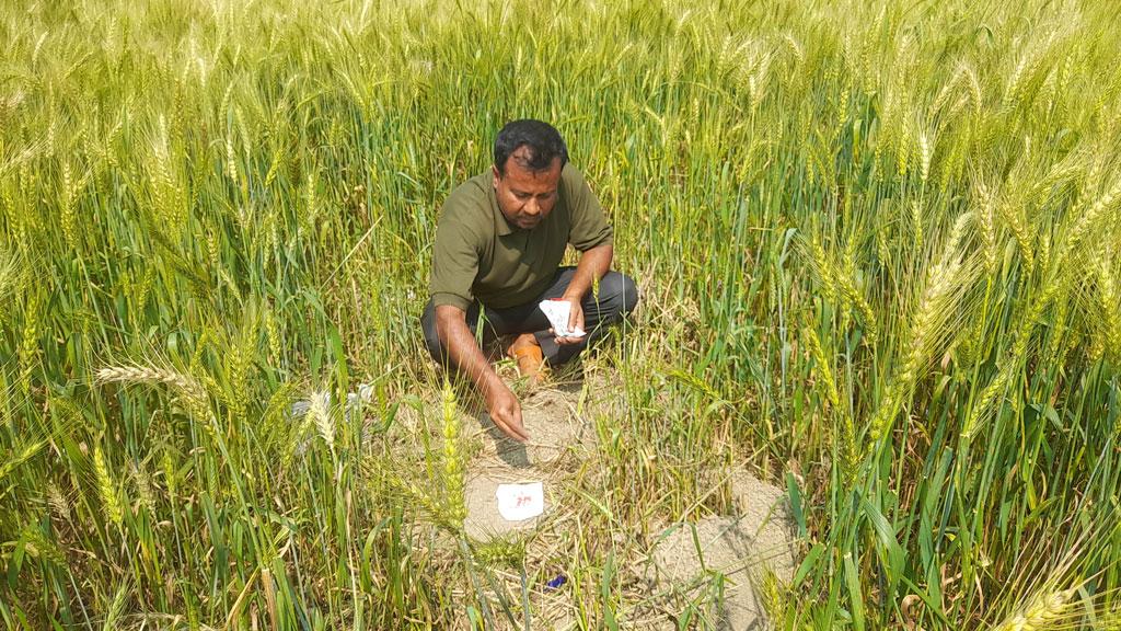 শৈলকুপায় ইঁদুরের আক্রমণে গমের ক্ষতি, দিশেহারা কৃষক