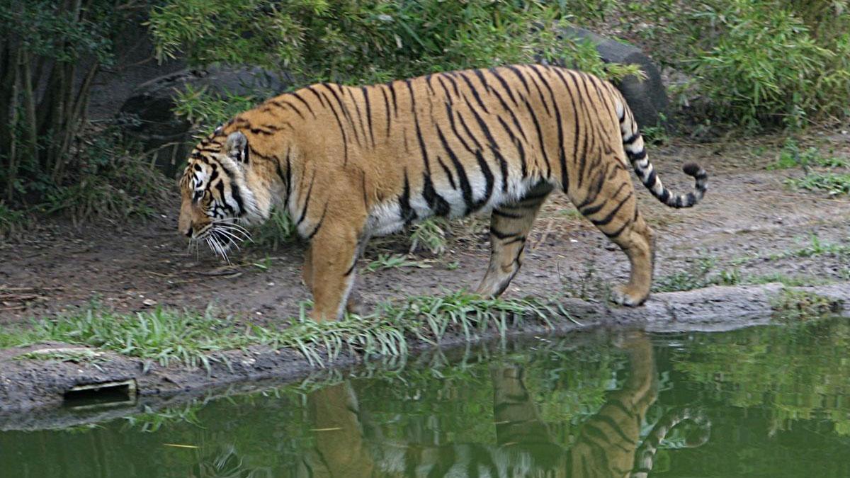 ১ জানুয়ারি থেকে ফের শুরু হচ্ছে বাঘ গণনা