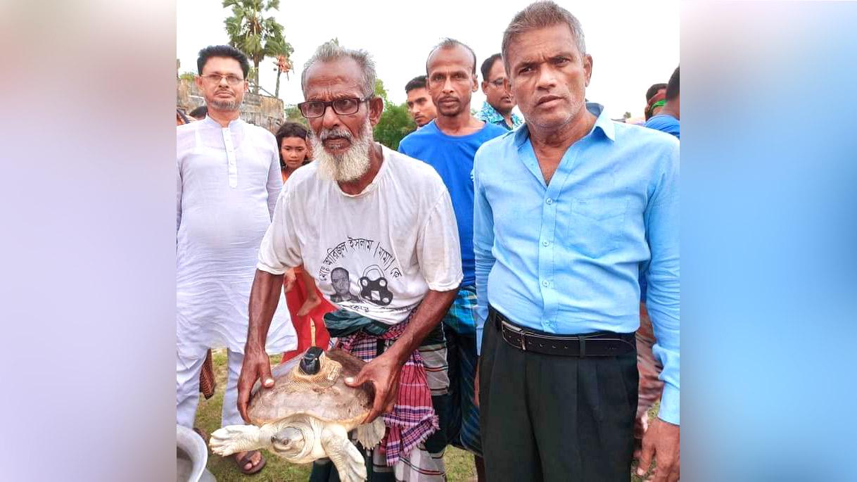 কালীগঞ্জে ধরা পড়ল স্যাটেলাইট ট্রান্সমিটার বসানো কচ্ছপ