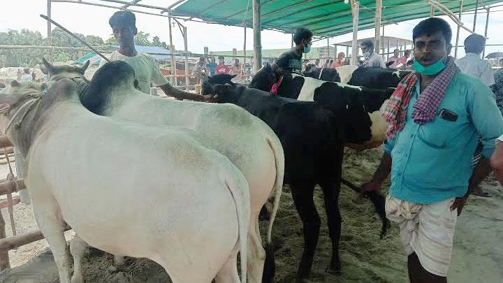 সাটুরিয়ার পল্লীহাটে রয়েছে হাজারো পশু, নেই ক্রেতা