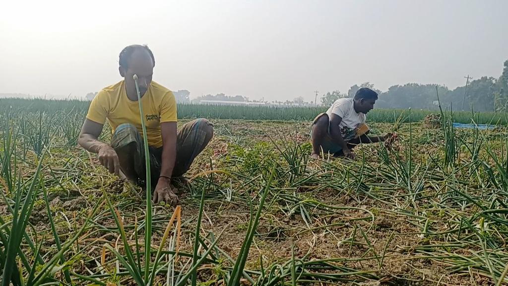 মুড়িকাটা পেঁয়াজে লাভের আশা রাজবাড়ীর কৃষকের