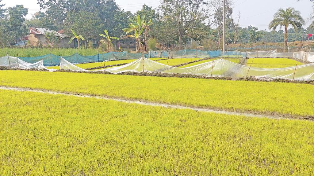 কোল্ড ইনজুরিতে বীজতলা